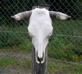 nöt skalle A0830 horn.jpg