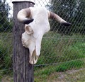 nöt skalleämne 50x46 m rep.jpg