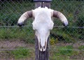 nöt skalleämne K50cmx B46 cm.jpg