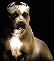 pitbull_109759963.jpg