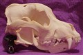 pittbull kranie.jpg