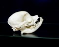 potentiell  vetmed king charles spaniel höger.jpg