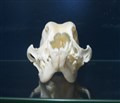 potentiell  vetmed king charles spaniel kranium.jpg