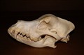 pyrenean mountain dog.jpg