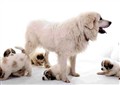 pyrenean mountaindog live.jpg