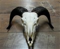 ram 341272192216 nos.jpg