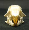 randig gopher fram ca 4,2 cm.jpg