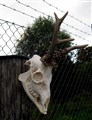 råbock ritual ute.jpg