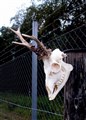 råbock ritual.jpg
