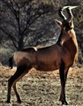 röd harte beest live.jpg