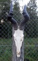 röd koantilop Höjd 75-76 cm.jpg