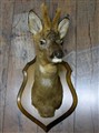 rådjursbock med basthorn fram igen.jpg