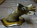 rådjursbock med basthorn högersida igen.jpg