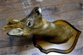 rådjursbock med basthorn vänstersidan.jpg