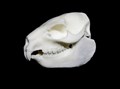rock hyrax replik höger.jpg