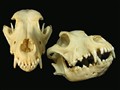 rottweiler dubbelbild.jpg
