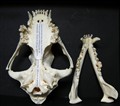 rottweiler osteomyelit delad.jpg