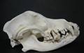rottweiler osteomyelit sida.jpg