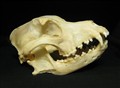rottweiler.jpg