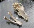 schäferhund 23,5 cm delad.jpg