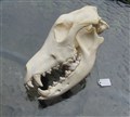 schäferhund 23,5 cm profil.jpg