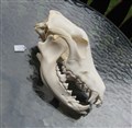 schäferhund 23cm stora tänder vä.jpg