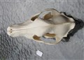 schäferhund ovan 23,5 cm glasbord.jpg