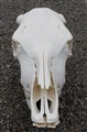 simmental fram.jpg