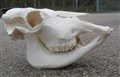 simmertal höger.jpg