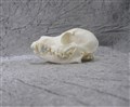 sällskapshund dvärgras pot.yorkshireterrier hö.jpg