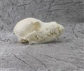 sällskapshund dvärgras pot.yorkshireterrier vä.jpg