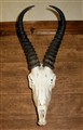 springbock 0016 1250 H 37 cm.jpg
