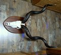större kudu monster ca9kg.jpg