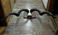 större kudu monsterhorn på sköld.jpg