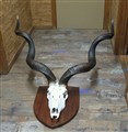 större kudu tjur gigantisk  130x103cm tung.jpg