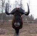 svart gnu stor fram.jpg