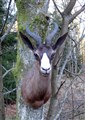 svart springbock bogmont.jpg