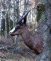 svart springbock höger.jpg
