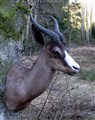 svart springbock ute på träd mot vänster.jpg