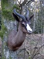 svart springbock ute vä.jpg