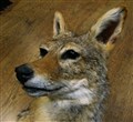 svartryggad jackal huvud mont 1 närbild.jpg