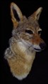 svartryggad jackal huvudmontering.jpg