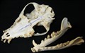 svensk lapphund delad.jpg