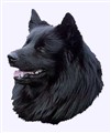 svensk lapphundbild.jpg