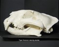tiger kranium replik sida.jpg