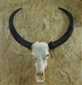vattebuffeltjur XL5 fram ruffliga hornkapslar.jpg
