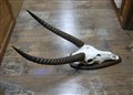 vattenbock 4962.jpg