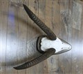 vattenbock 4962 sköld 45x20cm.jpg