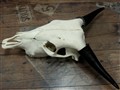 vattenbuffel 271789622388 H55cm sidan.jpg