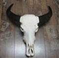 vattenbuffeltjur 146 fram kranium 53,5 cm.jpg